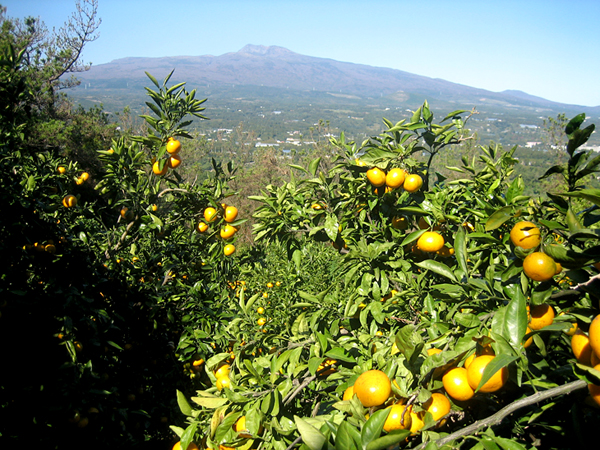 농장에서-바라본-한라산.jpg