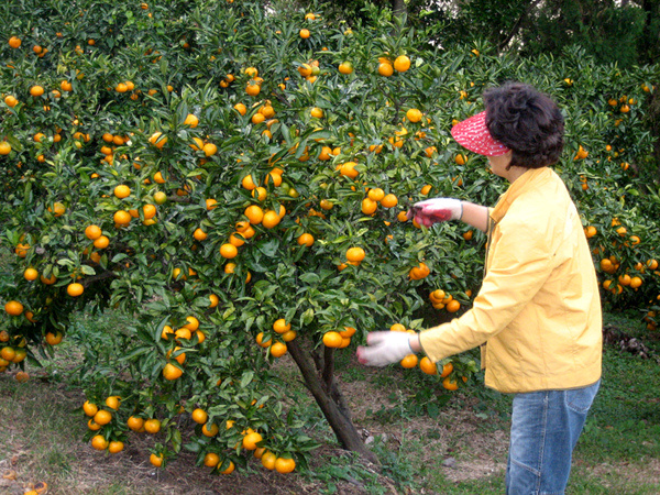 dk030000000000.jpg||dk030000000001.jpg||dk030000000002.jpg||dk030000000003.jpg||width=